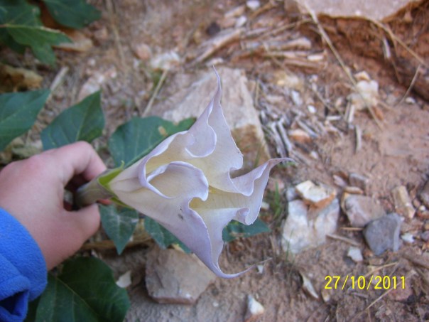 Sacred Datura flower in the Grand Canyon